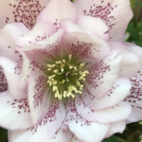 Meet your Posher, Sofsofia - Picture 1 of 1